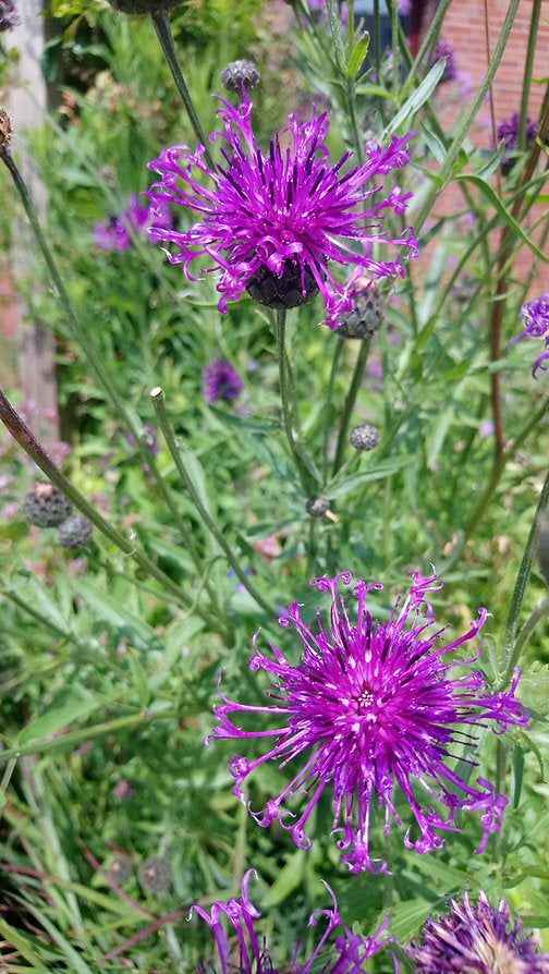 Skabiosen-Flockenblume (Centaurea scabiosa)