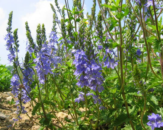 Großer Ehrenpreis (Veronica teucrium)