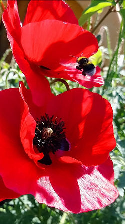 Klatschmohn (Papaver rhoeas)