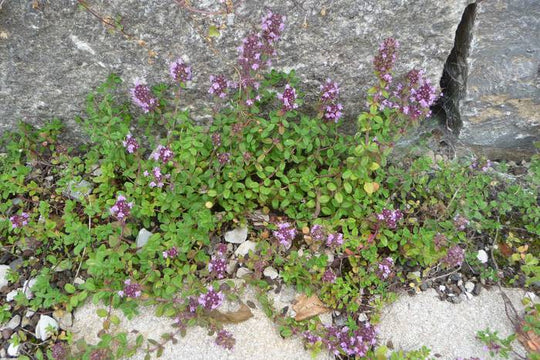 Fugenmischung (100g)