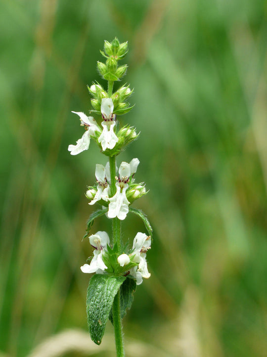 Ziest, Aufrechter Ziest (Stachys recta)