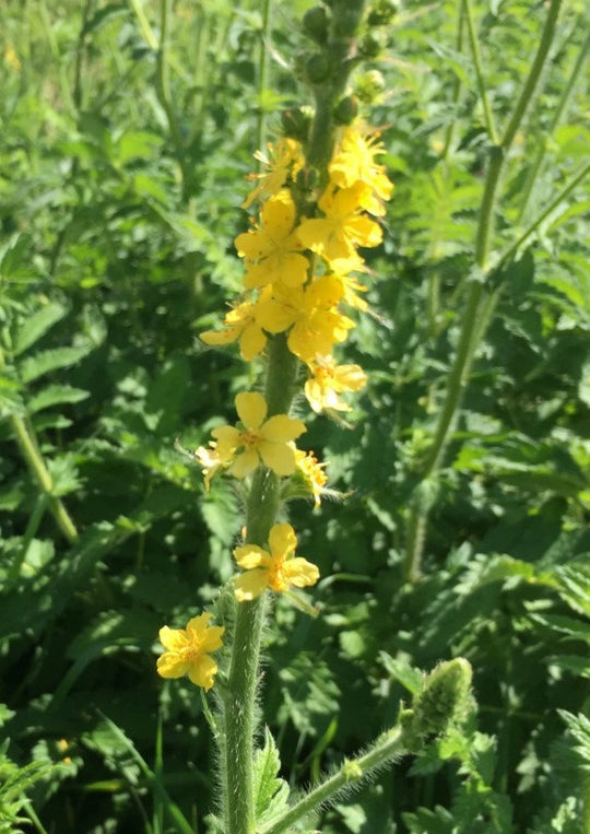 Gemeiner Odermennig (Agrimonia eupatoria)