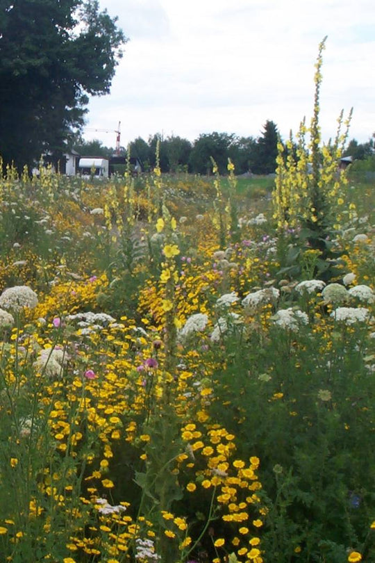 Wärmeliebender Saum (100 g)