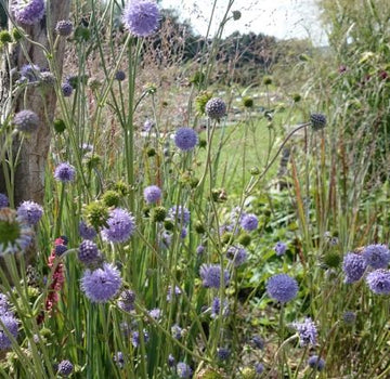 Teufelsabbiss (Succisa pratensis) 