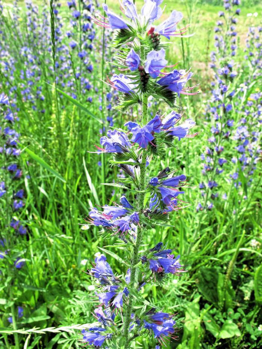 Natternkopf, Gewöhnlicher (Echium vulgare)