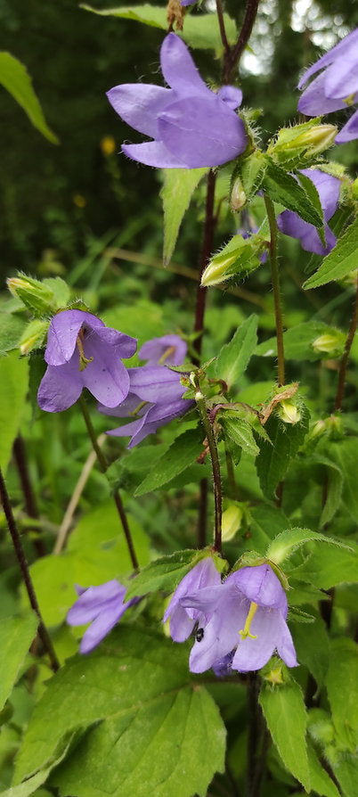 Nesselblättrige Glockenblume (Campanula trachelium)