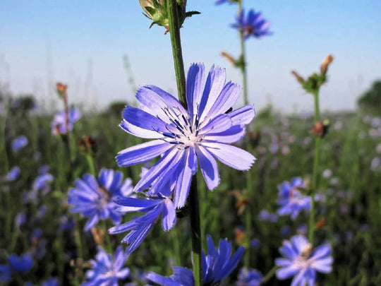 Wegwarte, Gewöhnliche (Cichorium intybus)