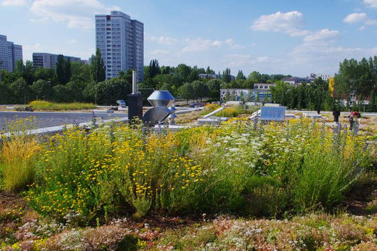 Dachbegrünung-Saatgut (10m²)
