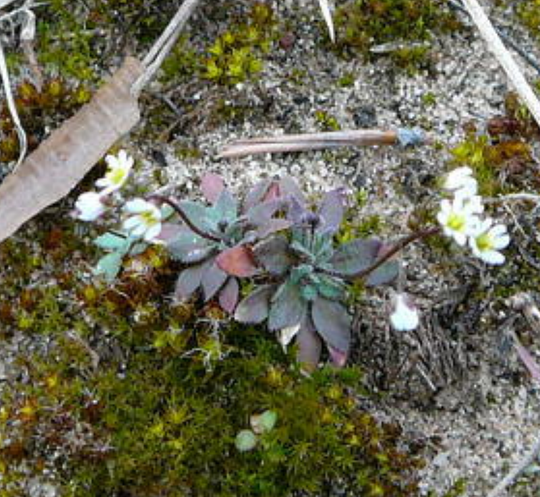 Frühlings-Hungerblümchen (Draba verna)