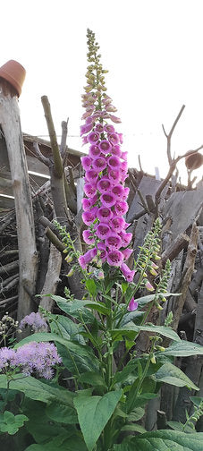 Roter Fingerhut (Digitalis purpurea)