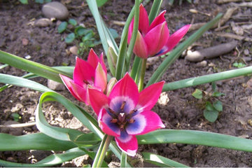 Tulipa 