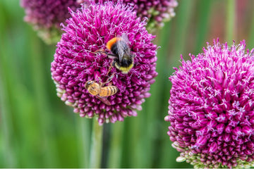 Kugellauch (Allium sphaerocephalon) (A9037) 