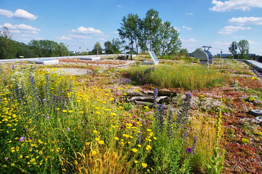 Dachbegrünung-Saatgut (100g)