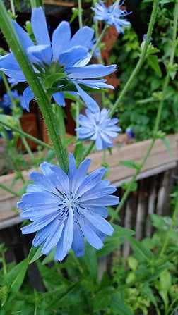 Gemeine Wegwarte (Cichorium intybus)