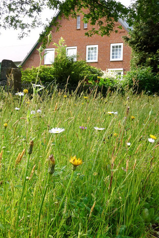Blumenwiese mit Gräsern (10m²)