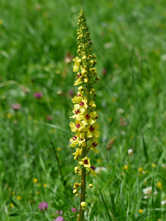 Schwarze-Königskerze (Verbascum nigrum)