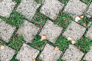 Wildgräserrasen (100g)