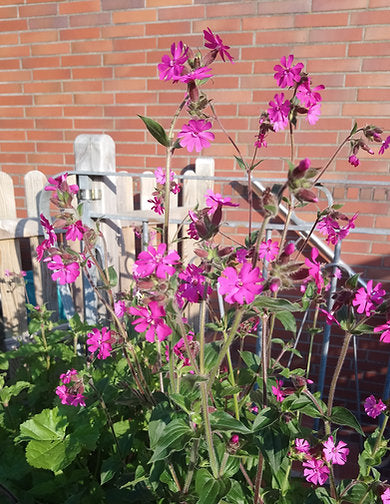 Rote Lichtnelke (Silene dioica)