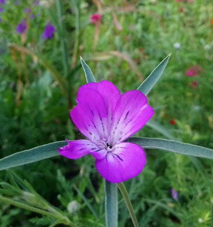 Kornrade (Agrostemma githago)