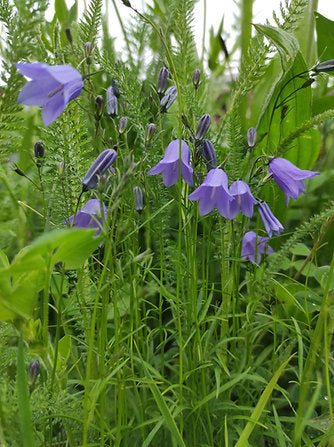 Rundblättrige Glockenblume (Campanula rotundifolia)