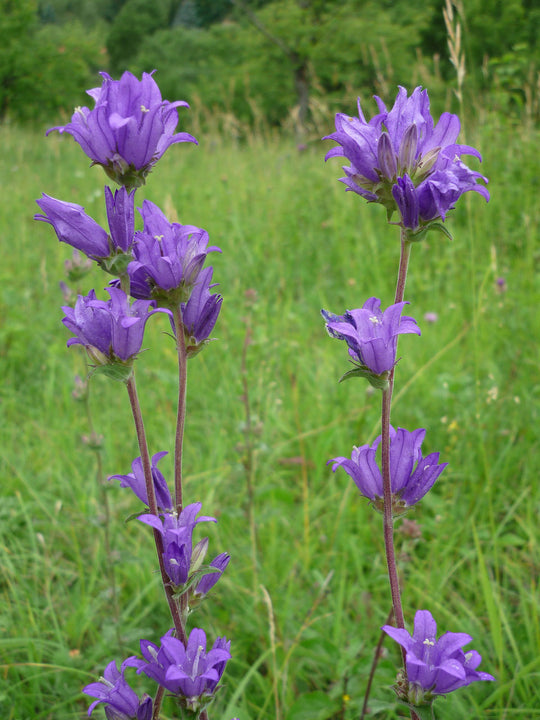 Knäuel-Glockenblume (Campanula glomerata)