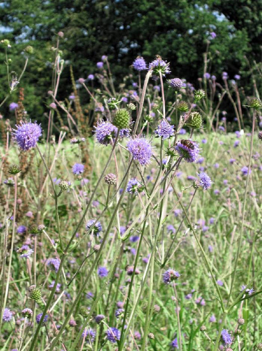 Teufelsabbiss, Gewöhnlicher (Succisa pratensis)