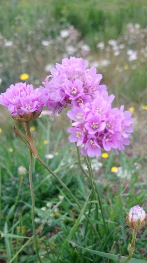 Gemeine Grasnelke (Armeria maritima)