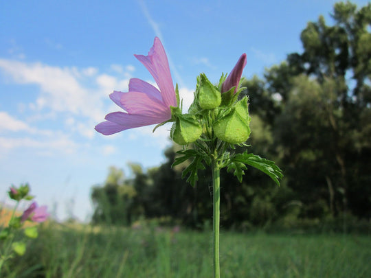 Malve, Moschus-Malve (Malva moschata)