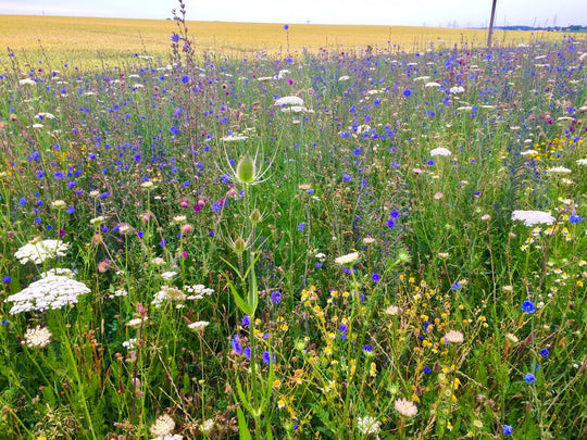 Schmetterlings-/Wildbienensaum (100g)