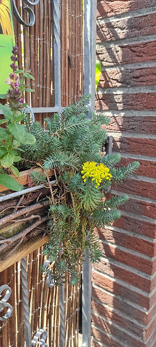 Felsen-Fetthenne (Sedum reflexum/rupestre)