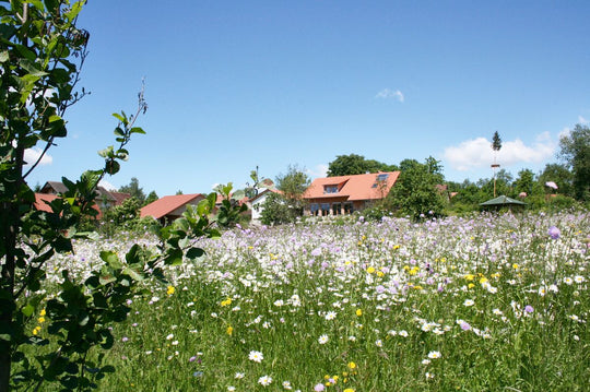 Frischwiese / Fettwiese (10m²)