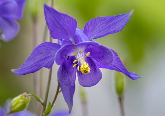 Gemeine Akelei (Aquilegia vulgaris)