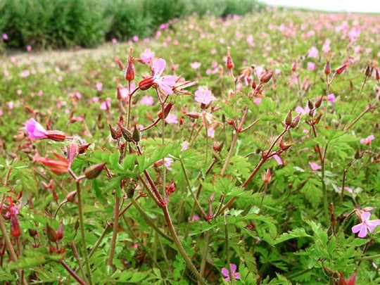 Stinkender Storchschnabel (Geranium robertianum)