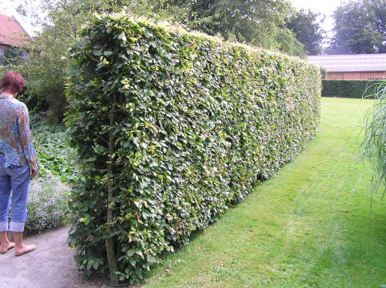 Schnitthecke Hainbuche (Carpinus betulus)