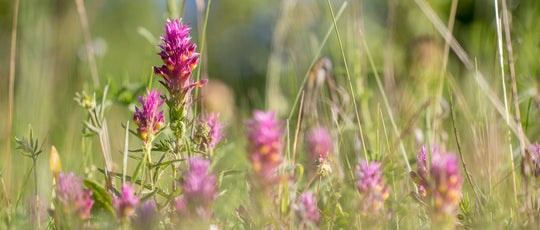 Acker-Wachtelweizen (Melampyrum arvense)
