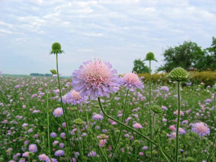 Acker-Witwenblume-Knautia-arvensis-bienenstaude