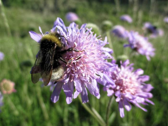 Acker-Witwenblume-Knautia-arvensis