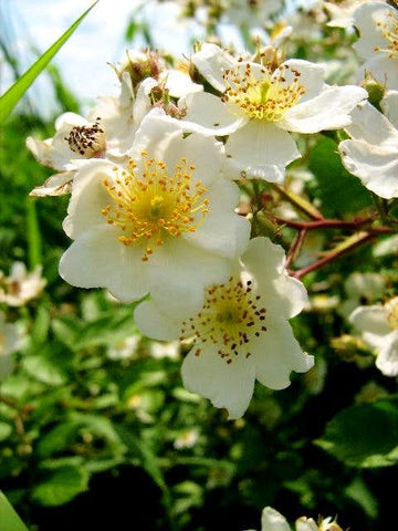 Ackerrose (Rosa agrestis)