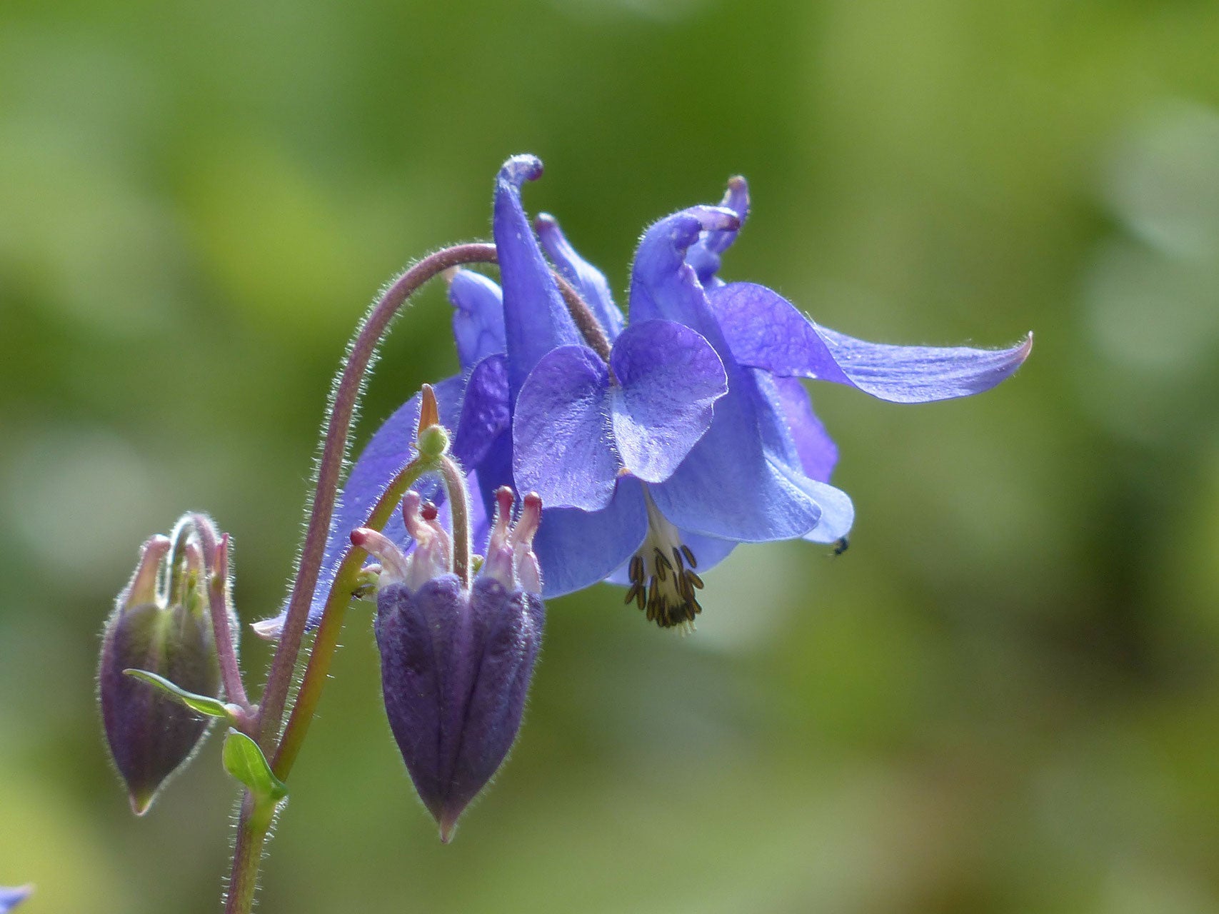 Akelei-Aquilegia-vulgaris