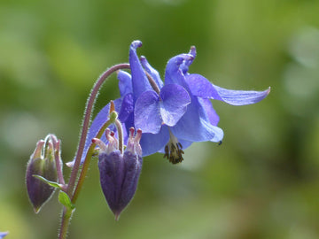 Akelei (Aquilegia vulgaris) 