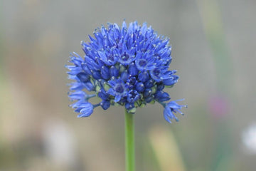 Allium azureum (50 Stück - A9052) 