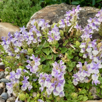 Alpen-Helmkraut (Scutellaria alpina) 