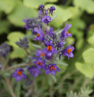 Alpen-Leinkraut (Linaria alpina) 