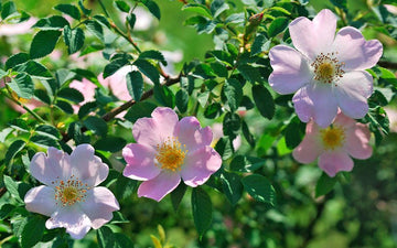 Alpenheckenrose (Rosa pendulina)