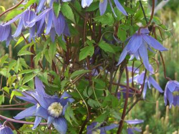 Clematis_alpina