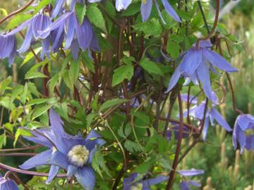 Alpenwaldrebe (Clematis alpina)