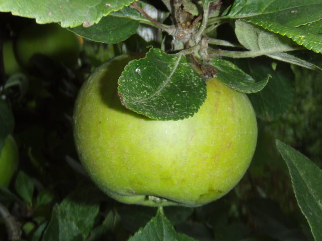 Apfel Goldparmäne-3