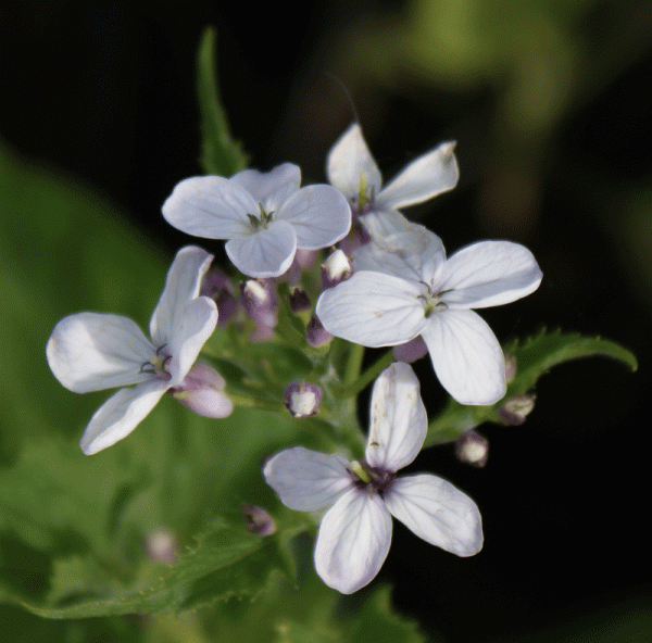 Ausdauerndes_Silberblatt_Lunaria_rediviva