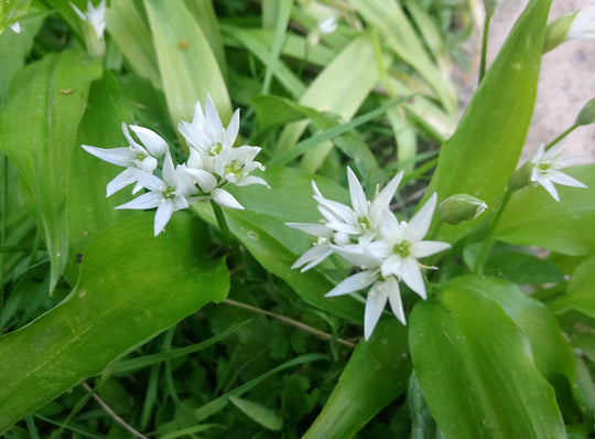 Bärlauch (Allium ursinum)