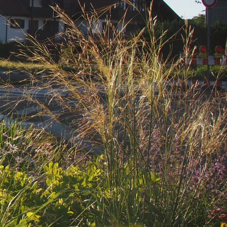 Büschel-Haargras (Stipa capillata